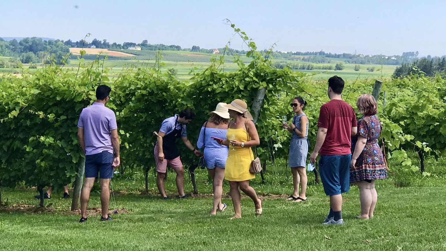 Participants in a nova scotia wine tour explore a vineyward